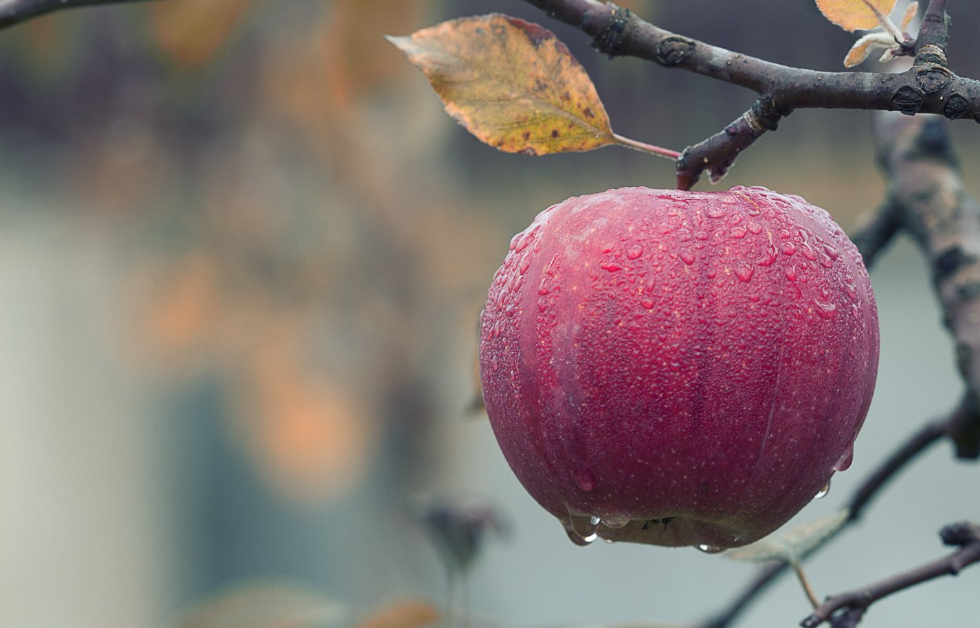 Wet Apple on a Tree