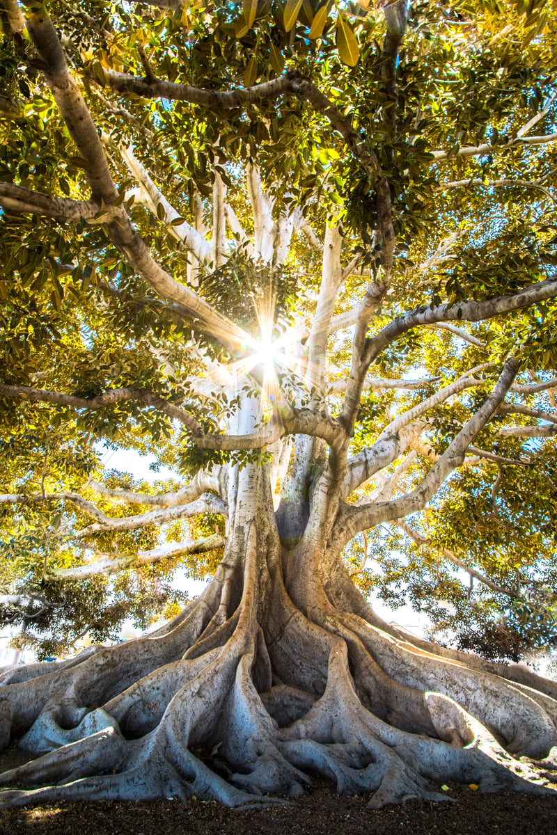 Large Banyan Tree 